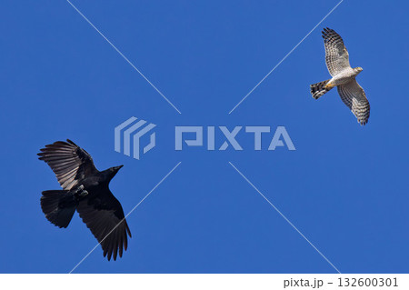 ハシボソガラスから逃げるハイタカ幼鳥 132600301