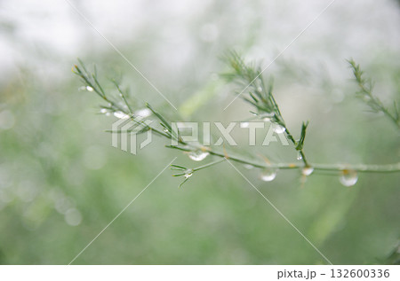 雨上がりのハーブ 雨上がりのハーブ 132600336