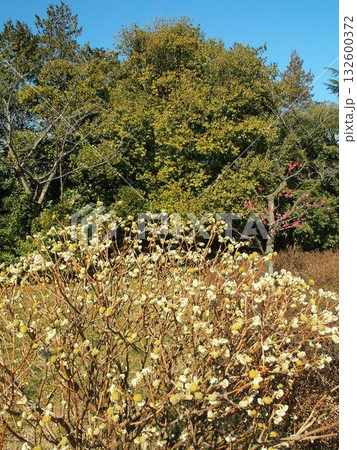 ミツマタの花咲く早春の水元公園風景 ミツマタの花咲く早春の水元公園風景 132600372
