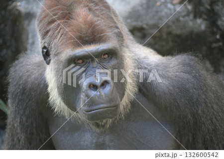 へぇーそんなことがあったの、と聞き上手なゴリラ 132600542