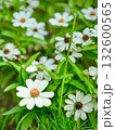 白い百日草 132600565
