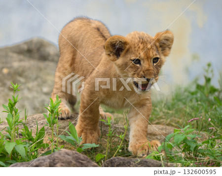 岩場のライオンの子 132600595
