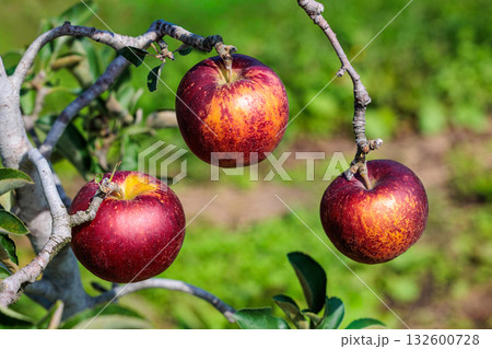 秋の果樹園の美味しい秋映リンゴ（あきばえ） 132600728