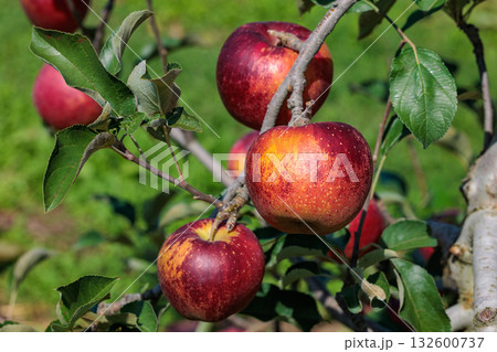 秋の果樹園の美味しい秋映リンゴ（あきばえ） 132600737