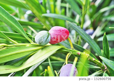 イヌマキの実（秋、十月） 132600756