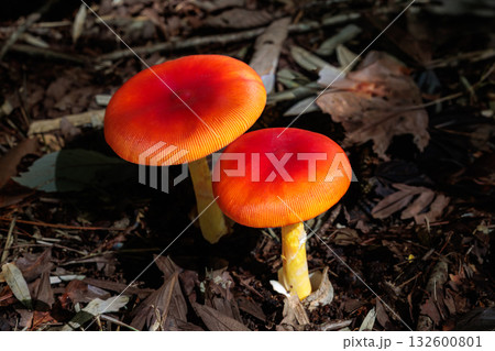 秋の森林に現れた可愛いタマゴダケ 132600801