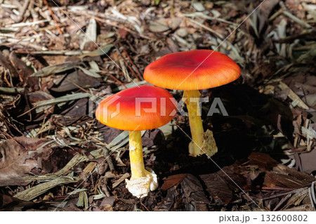 秋の森林に現れた可愛いタマゴダケ 132600802