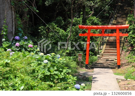 山中に続く階段前の赤い鳥居とアジサイ 132600856