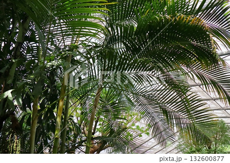 温室で育つアレカヤシ 132600877
