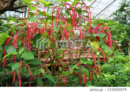 赤い花序が垂れ下がるベニヒモノキ 赤い花序が垂れ下がるベニヒモノキ 132600879