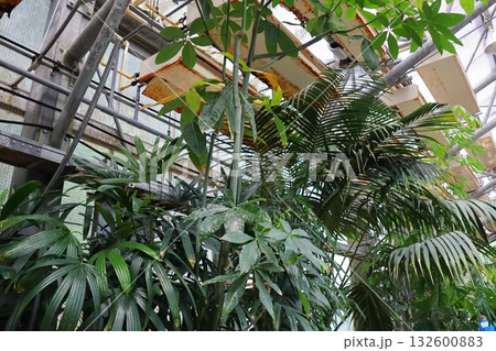 パキラ温室内に植えられたパキラ 132600883