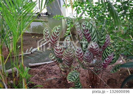 独特の模様のカラテア・マコヤナ 132600896