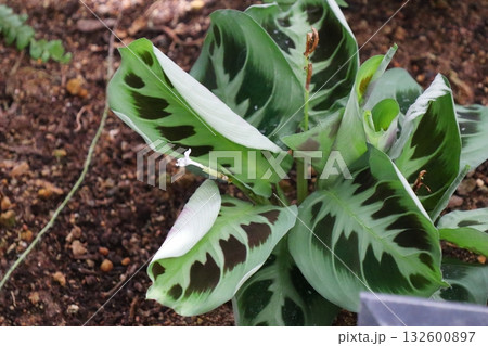 変わった葉模様の入るモンヨウショウ 変わった葉模様の入るモンヨウショウ 132600897