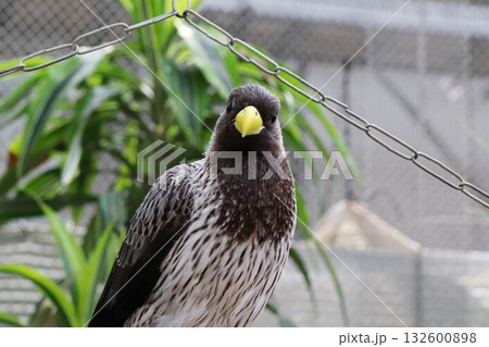 正面から見たハイイロエボシドリ 132600898