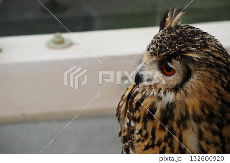 ベンガルワシミミズクの横顔 132600920