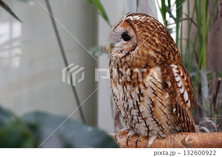 茶色いモリフクロウ 132600922