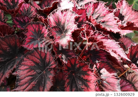 赤い葉っぱをしたベゴニア 132600929