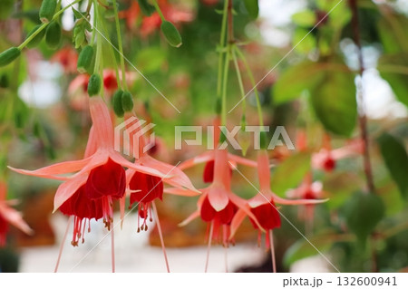 赤色の萼に薄い朱色の花弁のフクシア 132600941