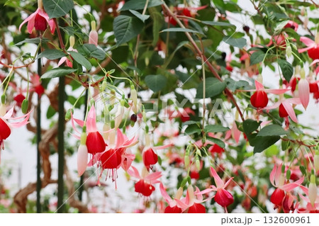 赤い萼に薄ピンクの花弁のフクシア 132600961