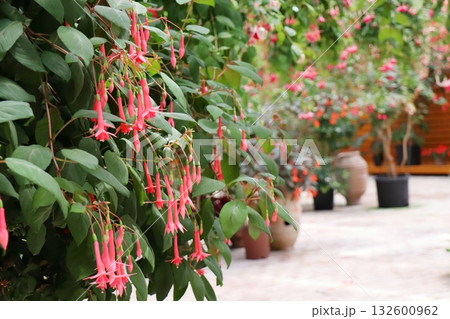 朱色のフクシア 132600962