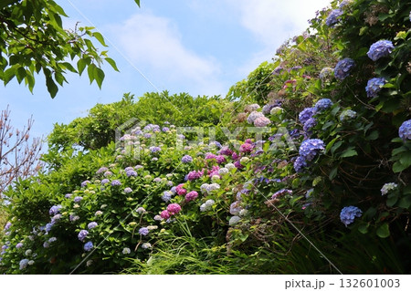 壁のように咲き誇る紫陽花 132601003