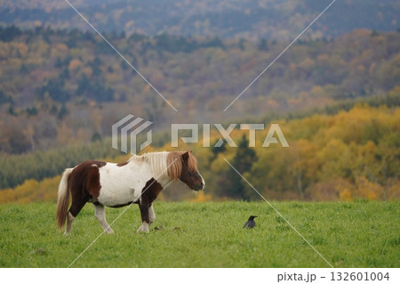 放牧地で草を食むポニーとカラス 132601004
