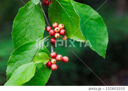 夏の森林の中で鮮やかな葉と赤い実が美しいアオハダの実 夏の森林の中で鮮やかな葉と赤い実が美しいアオハダの実 132601010