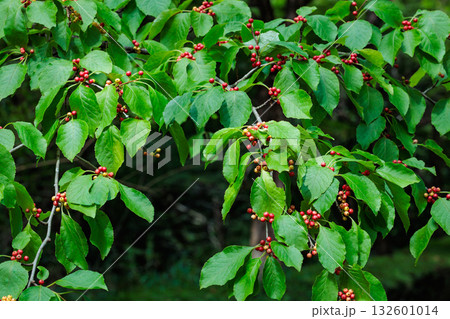 夏の森林の中で鮮やかな葉と赤い実が美しいアオハダの実 132601014