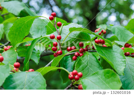 夏の森林の中で鮮やかな葉と赤い実が美しいアオハダの実 132601016