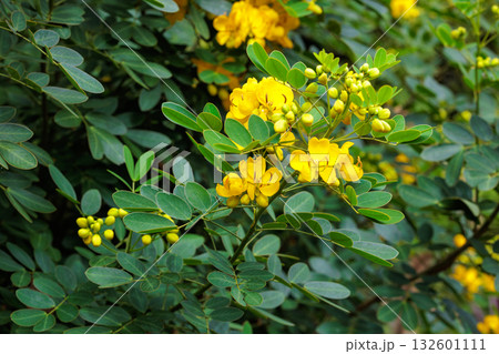 秋のガーデンで咲く黄色のハナセンナの花のクローズアップ 132601111