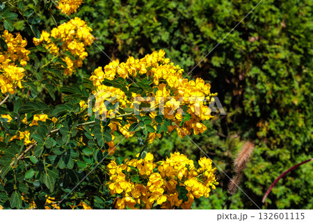 秋のガーデンで咲く黄色のハナセンナの花のクローズアップ 秋のガーデンで咲く黄色のハナセンナの花のクローズアップ 132601115