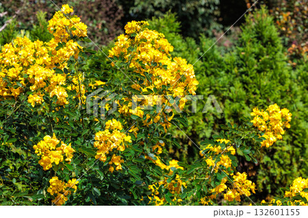 秋のガーデンで咲く黄色のハナセンナの花  132601155