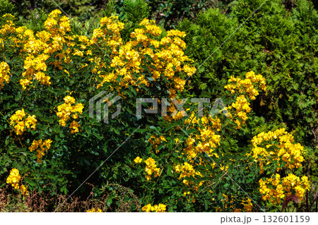 秋のガーデンで咲く黄色のハナセンナの花 秋のガーデンで咲く黄色のハナセンナの花 132601159