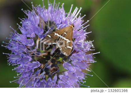 秋の庭に咲く紫色のダンギクの花の蜜を吸うシロオビノメイガ 132601166