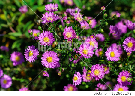 秋のガーデンで満開に咲くピンク色の美しいアスターの花 秋のガーデンで満開に咲くピンク色の美しいアスターの花 132601178