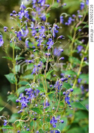 Close-up of beautiful blooming blue mist spiraea f 132601216