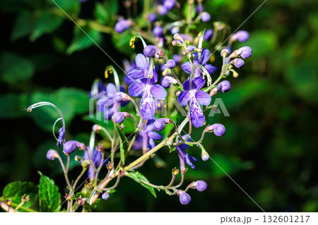 Close-up of beautiful blooming blue mist spiraea f 132601217