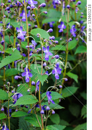 Close-up of beautiful blooming blue mist spiraea f 132601218