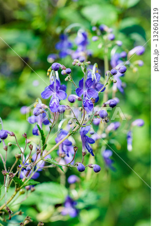 Close-up of beautiful blooming blue mist spiraea f 132601219