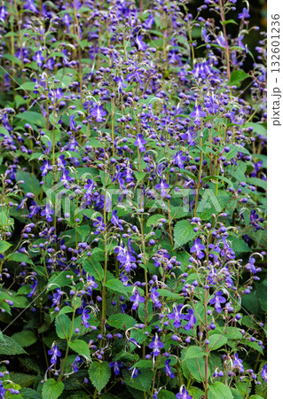 夏のガーデンで美しく咲くカリガネソウの花 132601236