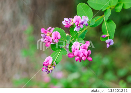 秋の里山に可憐に咲く萩の花のクローズアップ 秋の里山に可憐に咲く萩の花のクローズアップ 132601251