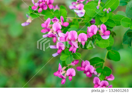 秋の里山に可憐に咲く萩の花のクローズアップ 132601263