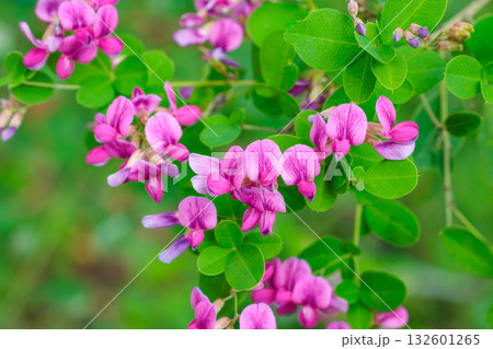 秋の里山に可憐に咲く萩の花のクローズアップ 132601265