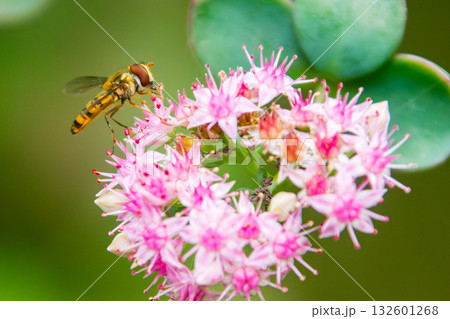 ミセバヤとハナアブ ミセバヤとハナアブ 132601268
