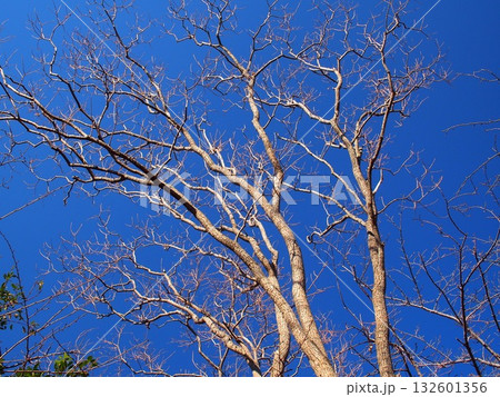 ナンキンハゼの枯れ木と冬の青空 ナンキンハゼの枯れ木と冬の青空 132601356