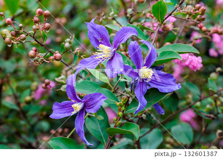 初夏に咲く青紫のクレマチスの花 132601387