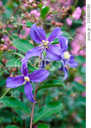 初夏に咲く青紫のクレマチスの花 132601388