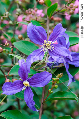初夏に咲く青紫のクレマチスの花 132601389