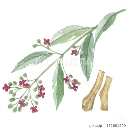 水彩で描いた白檀　ビャクダン　花と根 132601490