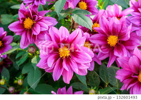 ガーデンで美しく咲く鮮やかなピンク色のダリアの花 ガーデンで美しく咲く鮮やかなピンク色のダリアの花 132601493